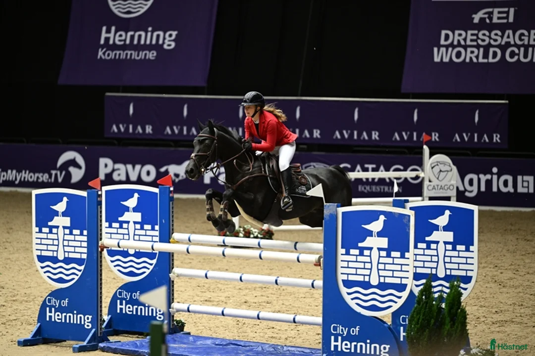 Hoppning hästar till salu: FEI Showjumping Pony - Annons 6