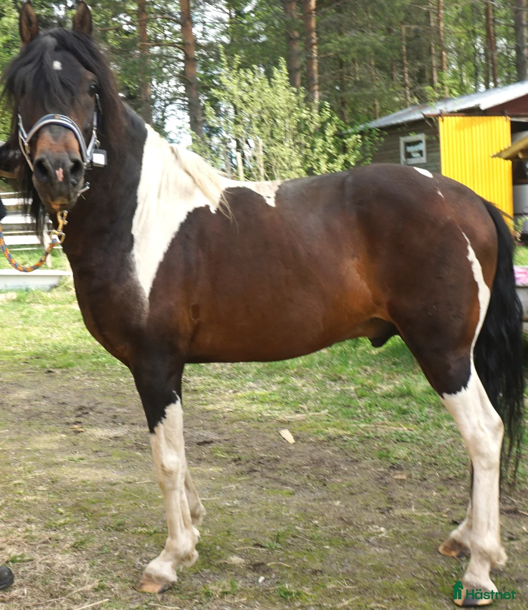 Allround hästar till salu: 5 Paso Fino hingstar/ston en, fler el. foder - Annons 1