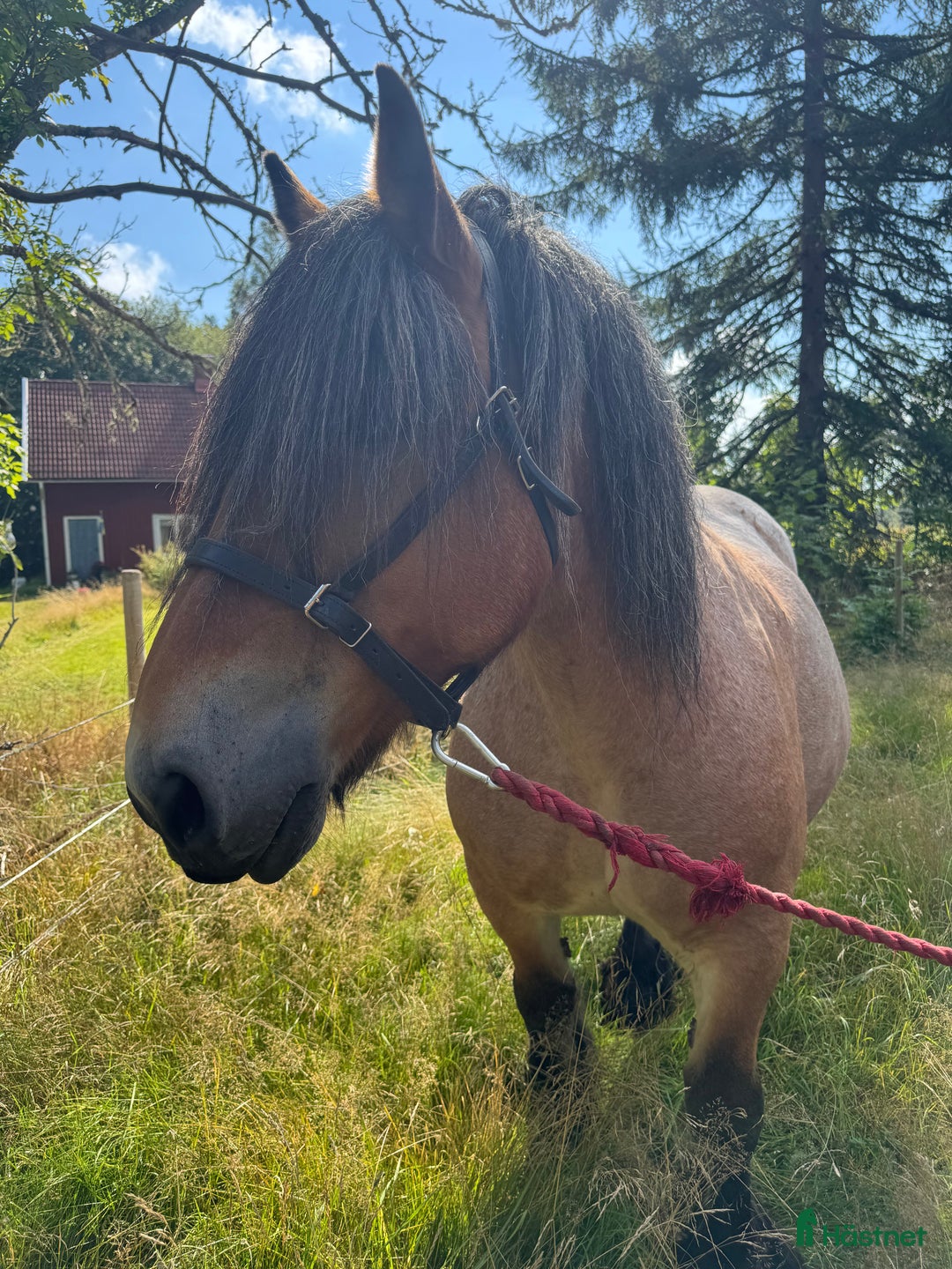 Övrigt hästar till salu: Två ardenner hästar som söker nytt hem  i Mönsterås - Annons 1