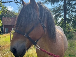 Övrigt hästar till salu: Två ardenner hästar som söker nytt hem i Mönsterås - Annons 1