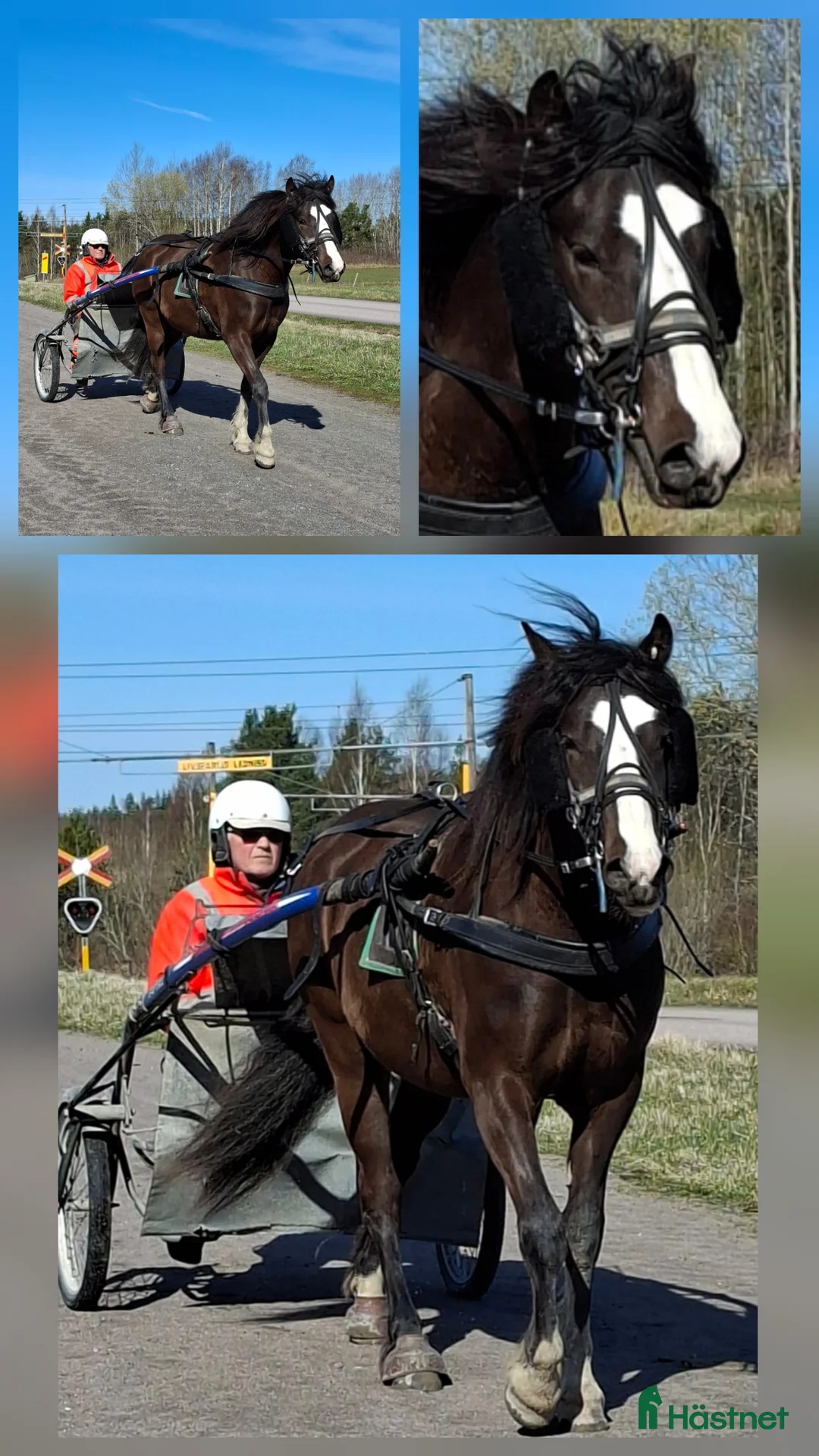 Allround hästar till salu: Travhäst som får bli ridhäst//travhäst 2år - Annons 1