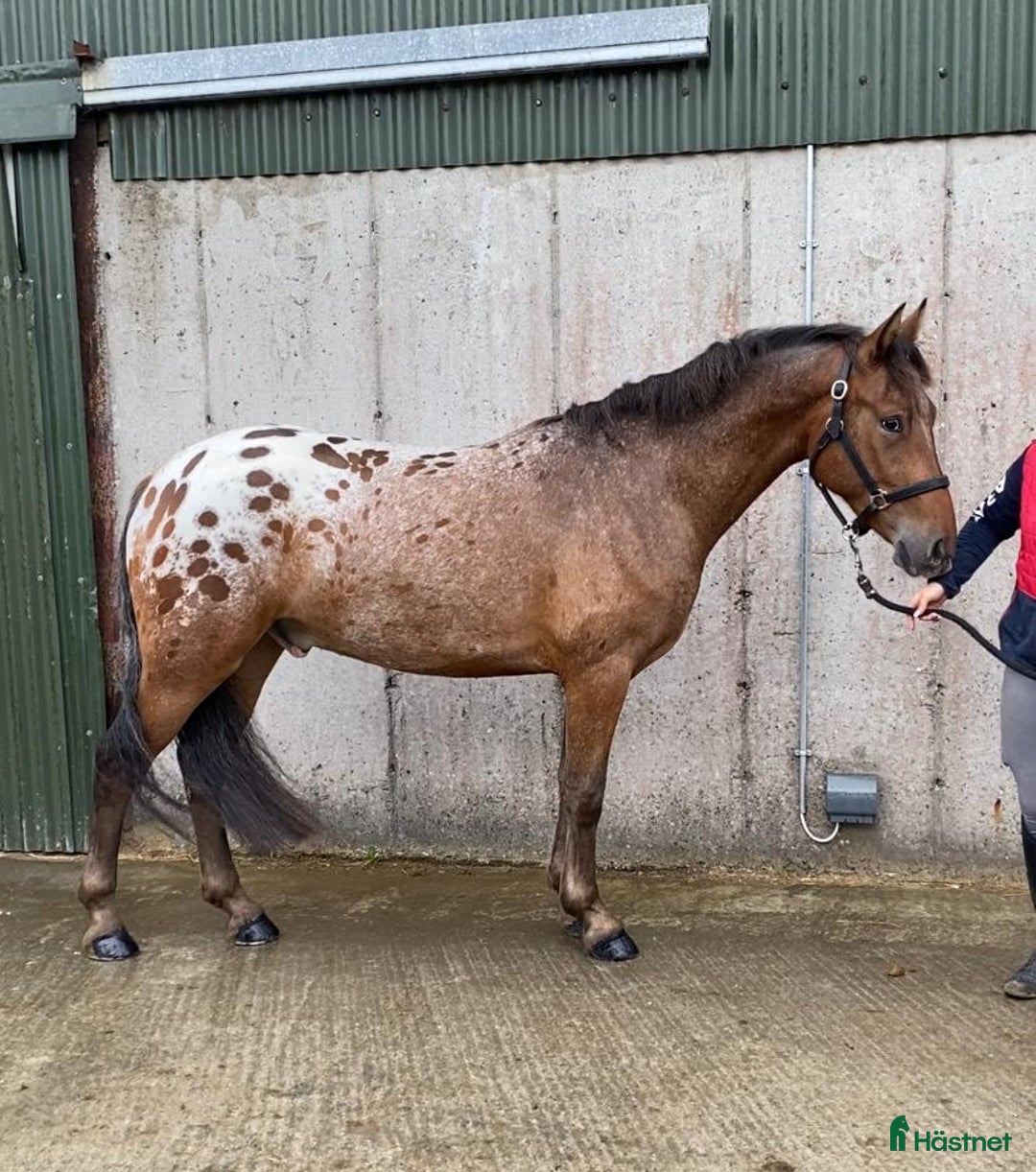 Allround hästar till salu: Selection of Irish ponies i Ljungby - Bild 14