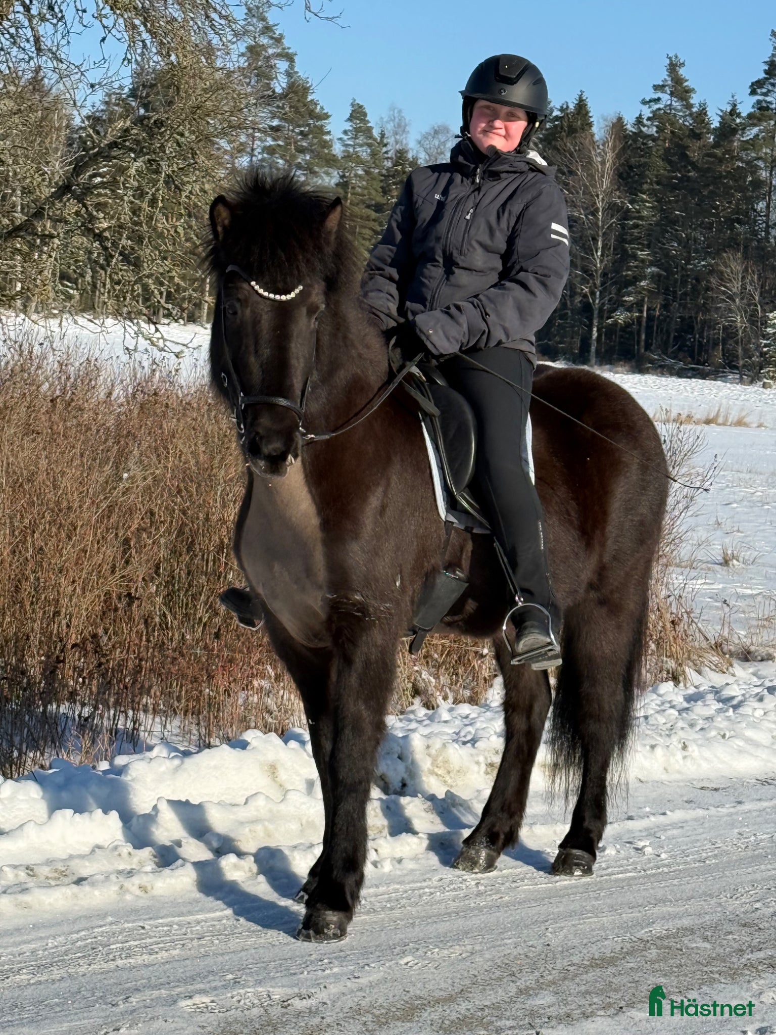  hästar Härligt sto med mycket tölt  - Annons 1