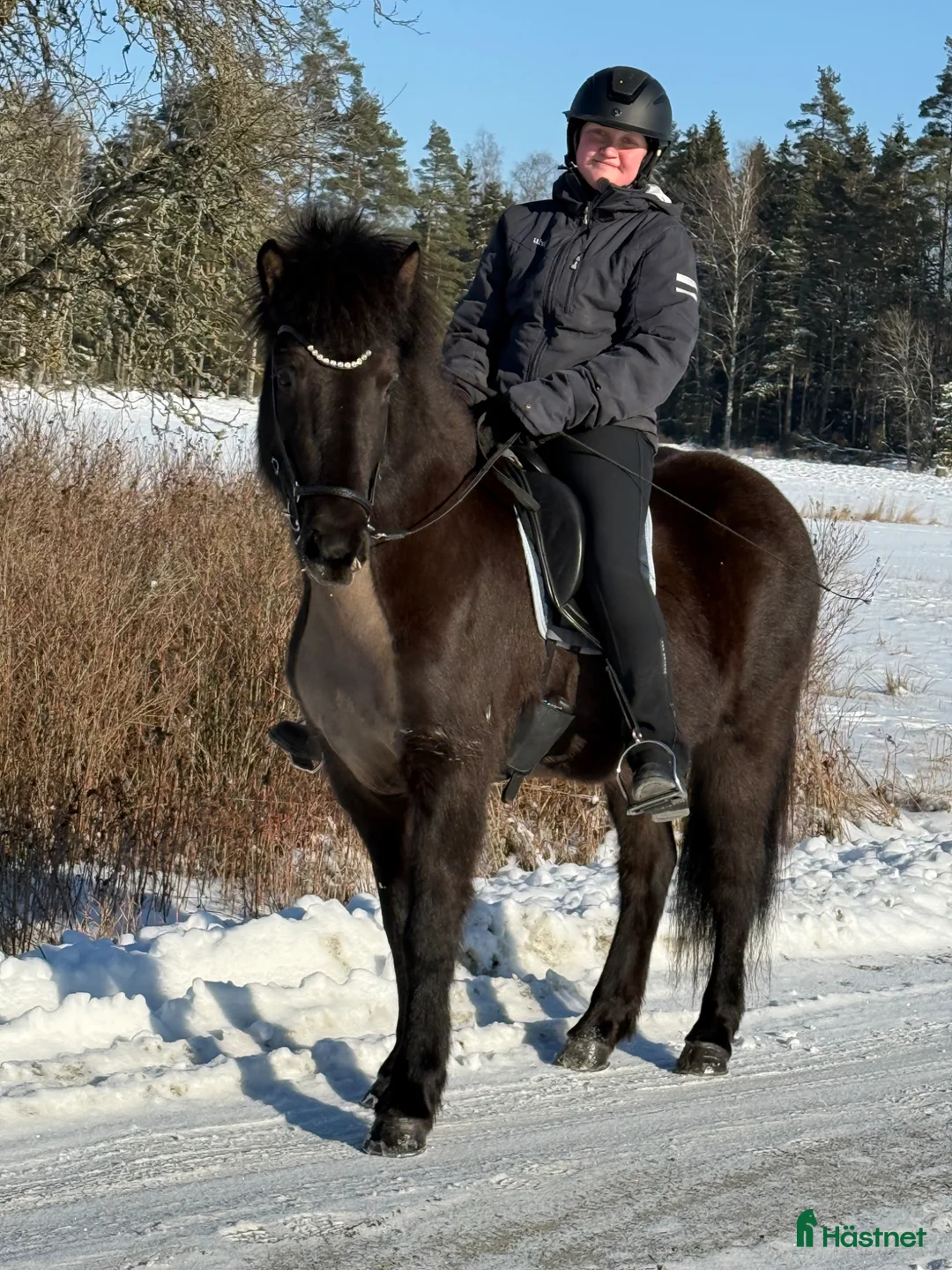 Island hästar till salu: Härligt sto med mycket tölt  - Annons 1