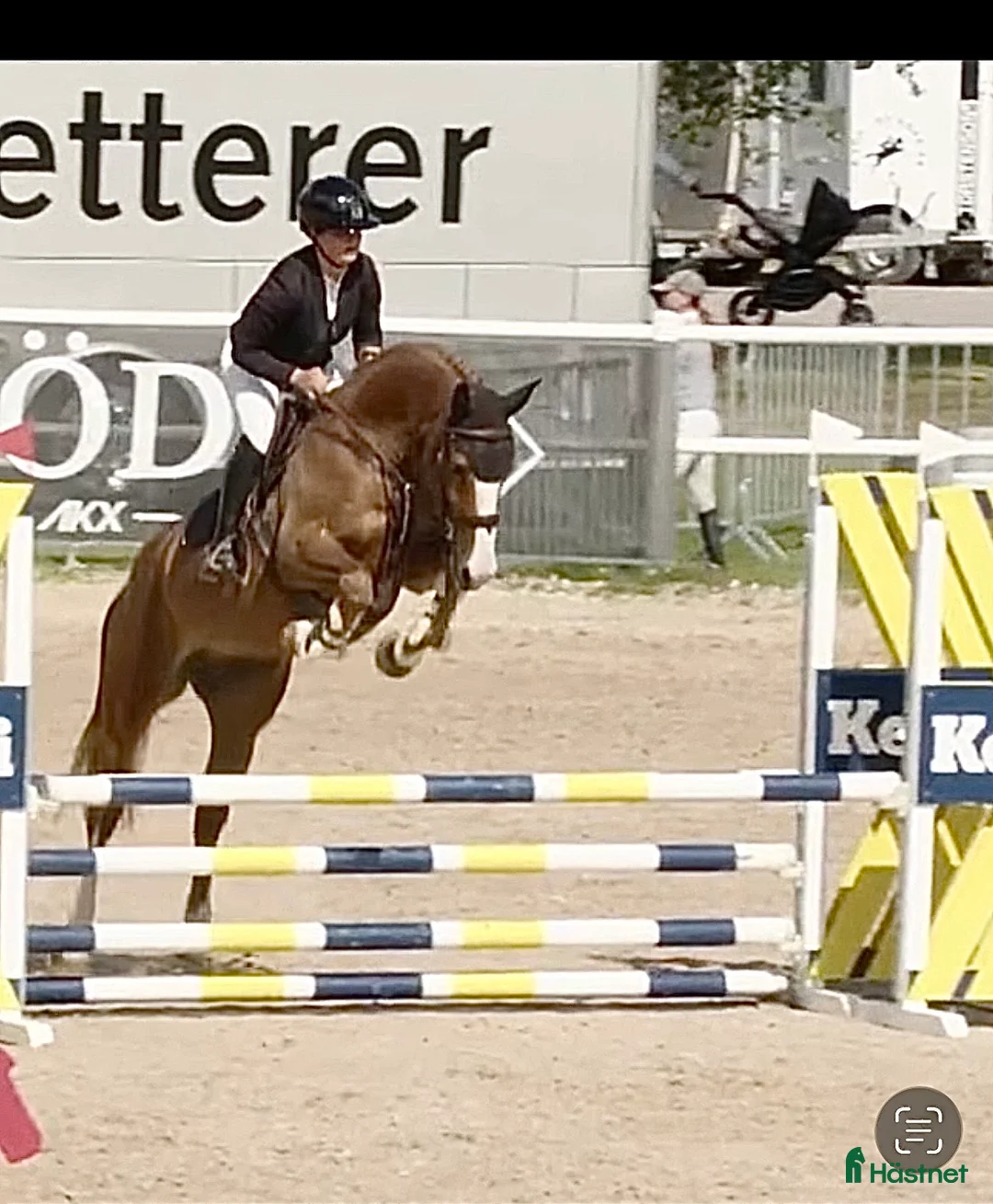 Hoppning hästar till salu: En guldtjej - Annons 3