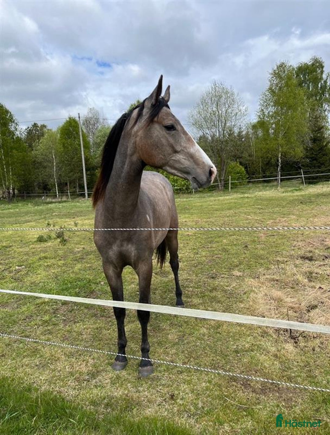 Hoppning hästar till salu: Vacker 2,5 -åring e: Mr. Vain i Hyltebruk - Annons 4