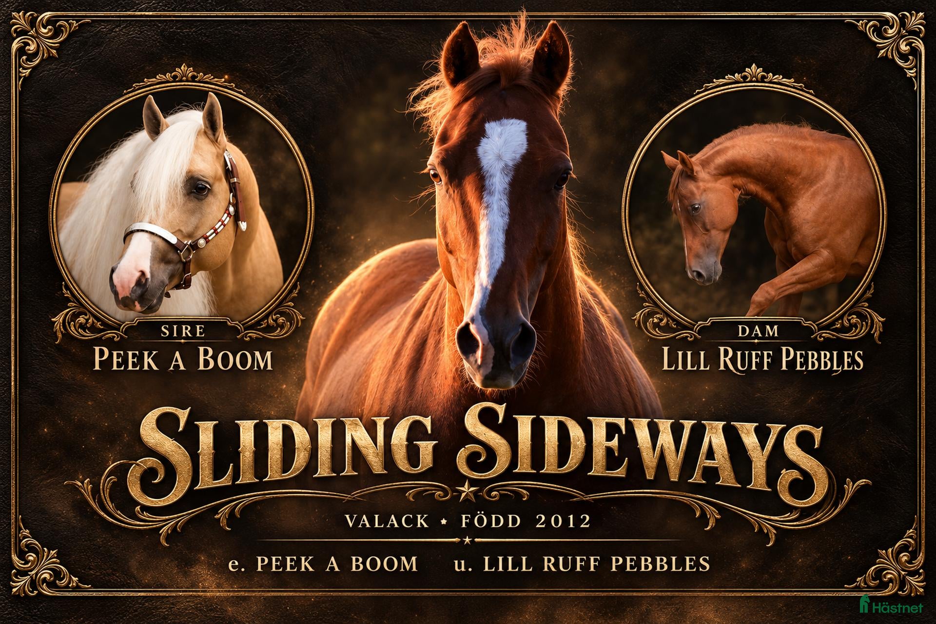  hästar Läromästare letar nytt hem - Annons 1