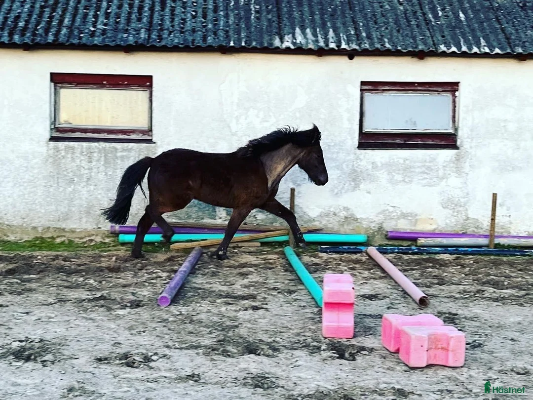 Allround hästar till salu: Trevligt ungsto i Ystad - Annons 6