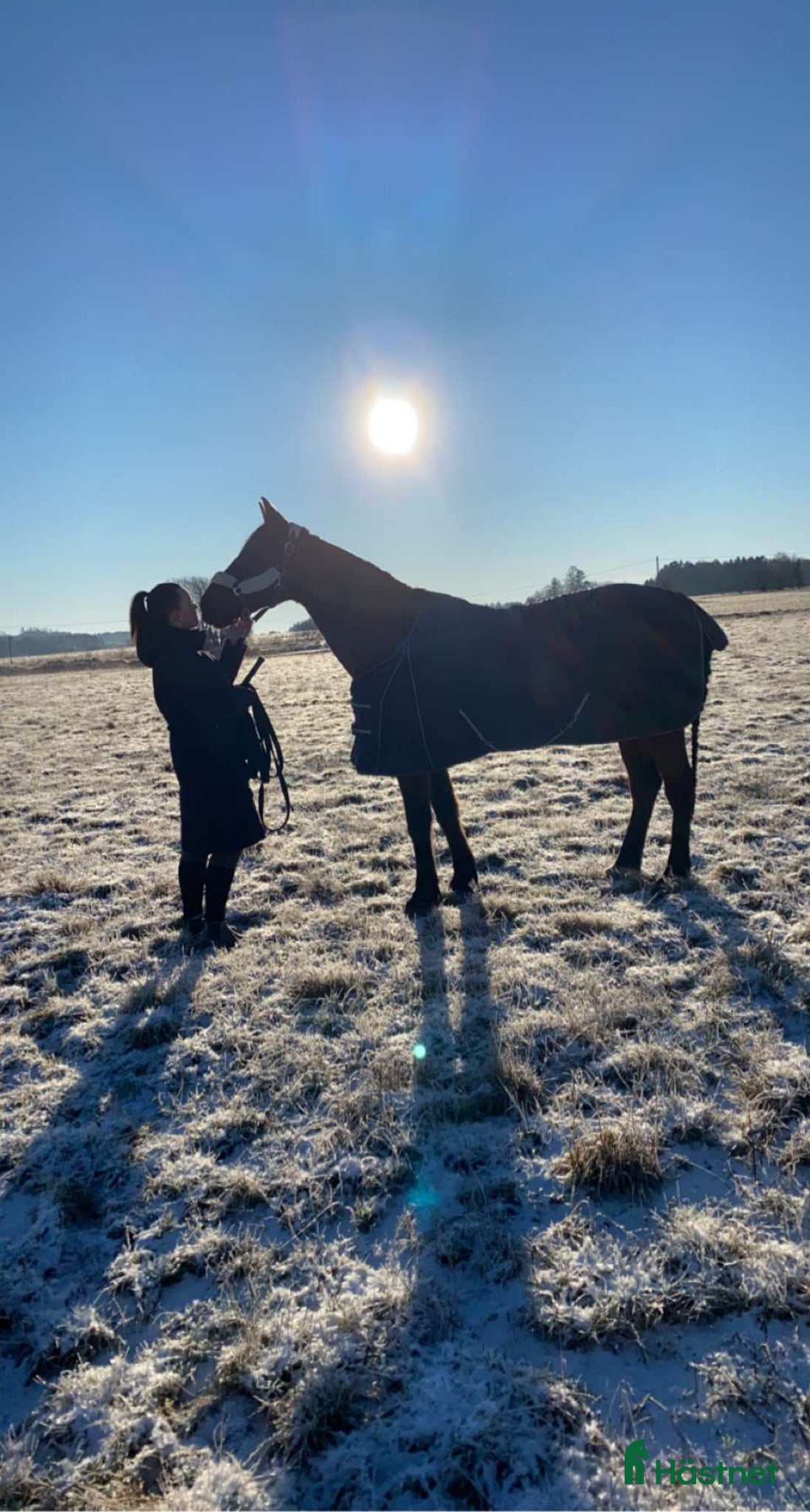  foderhäst Bästavän sökes 🫶🏻 - Annons 8