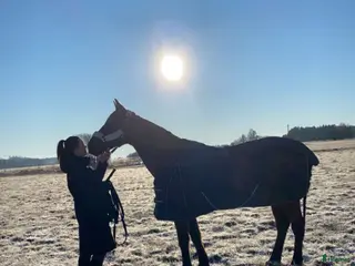 foderhäst Bästavän sökes 🫶🏻 - Annons 8