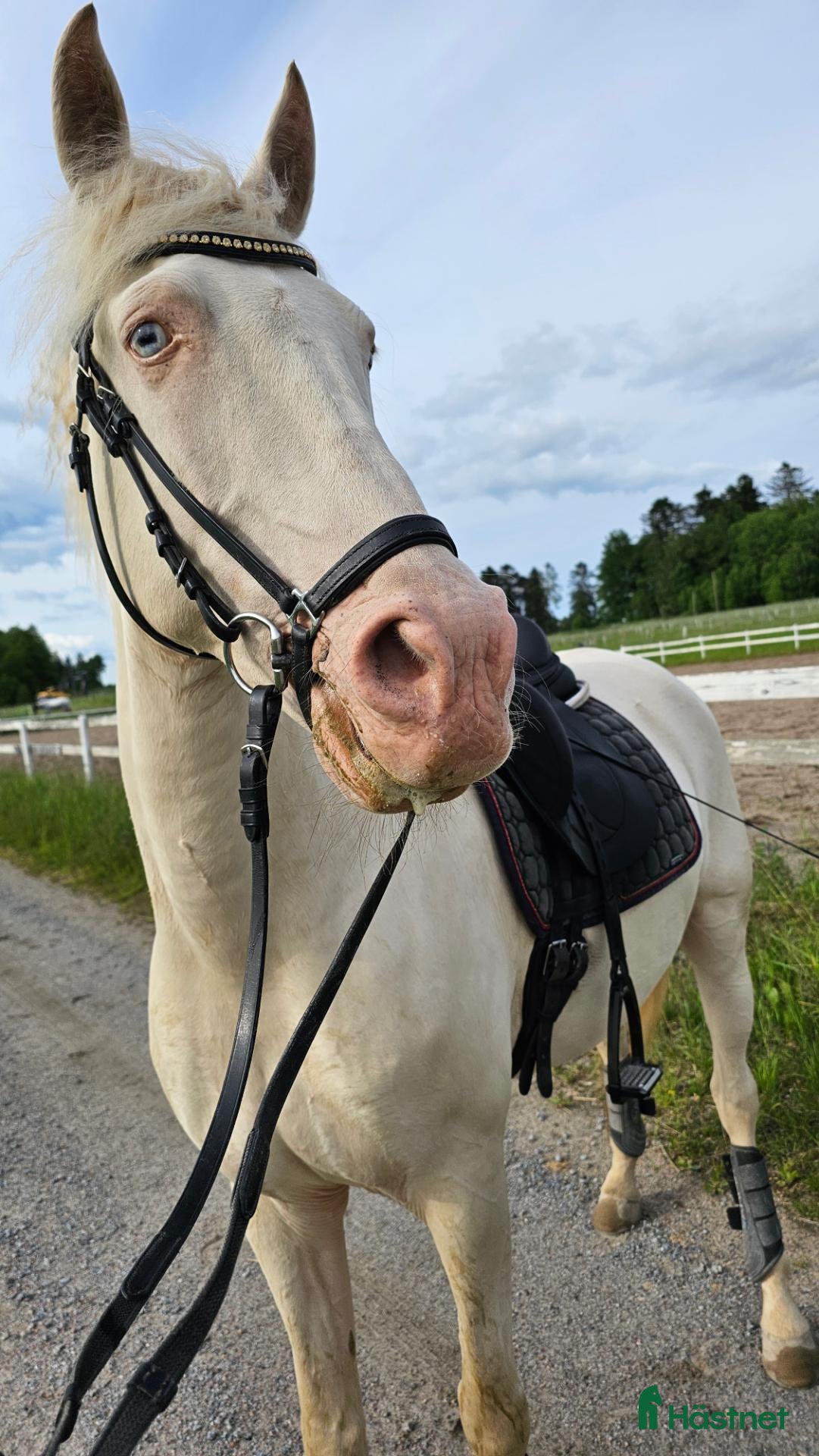  hästar Lusitano valack av guld - Annons 8