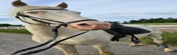 Working Equitation hästar till salu: Lusitano valack av guld i Skultuna - Annons 1