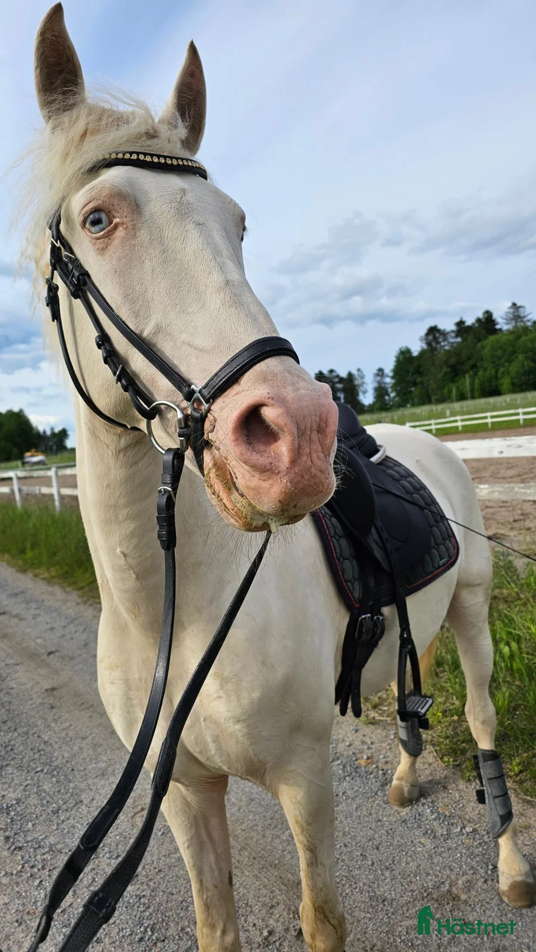 Working Equitation hästar till salu: Lusitano valack av guld i Skultuna - Annons 1
