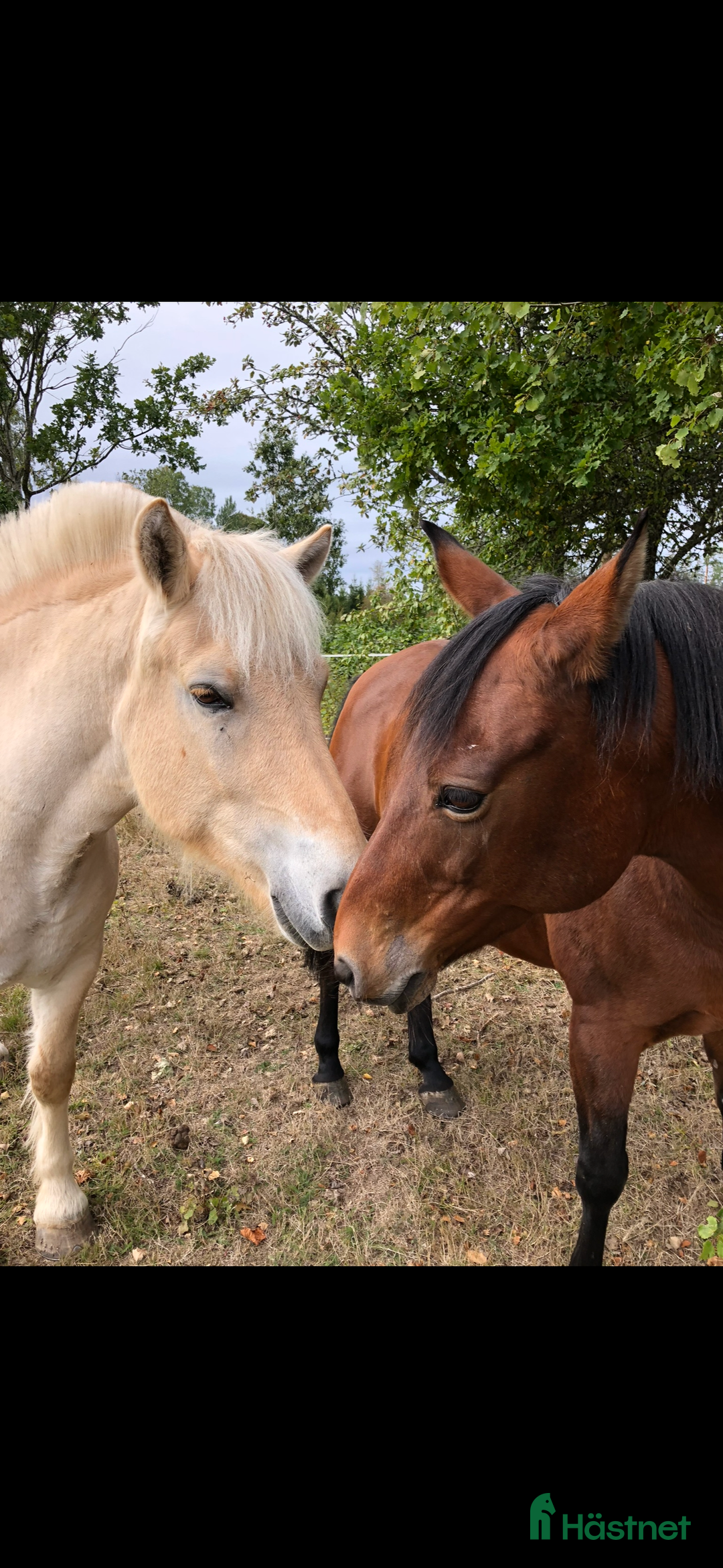  medryttarhäst sökes: Medryttarhäst/hästar sökes i Nybro - Annons 1