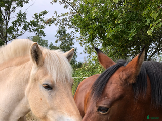 medryttarhäst sökes: Medryttarhäst/hästar sökes i Nybro - Annons 8