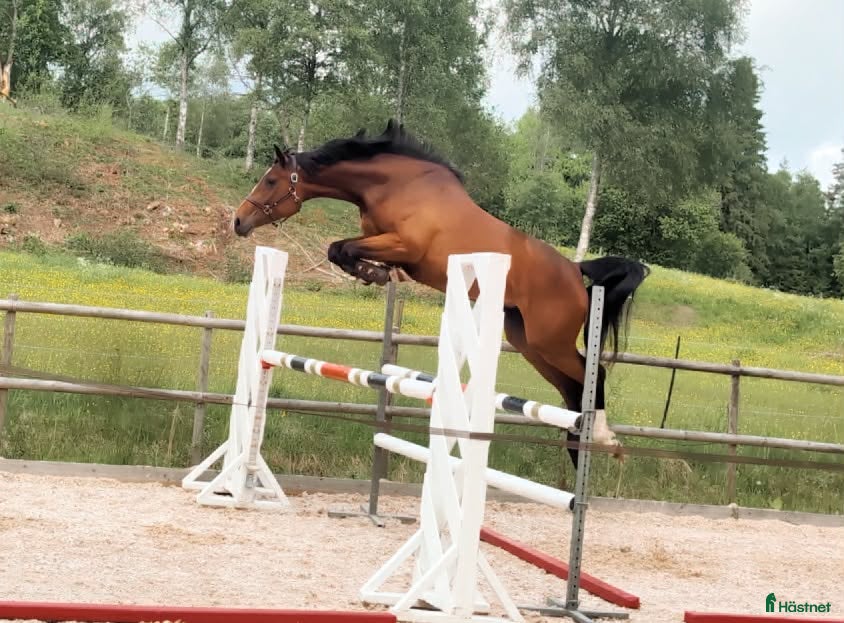  hästar Toppstammat 3-årigt sto - Annons 1