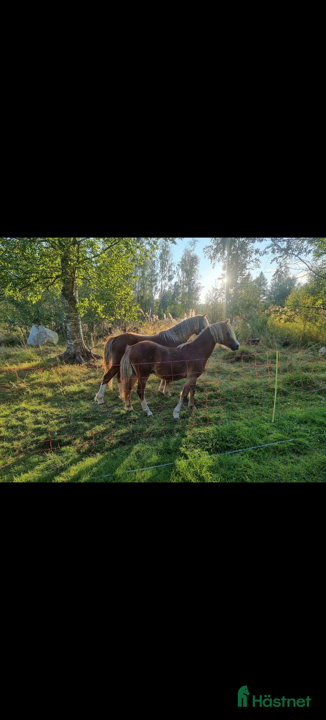 Allround hästar till salu: Underbara grabbar i Fällfors - Annons 2