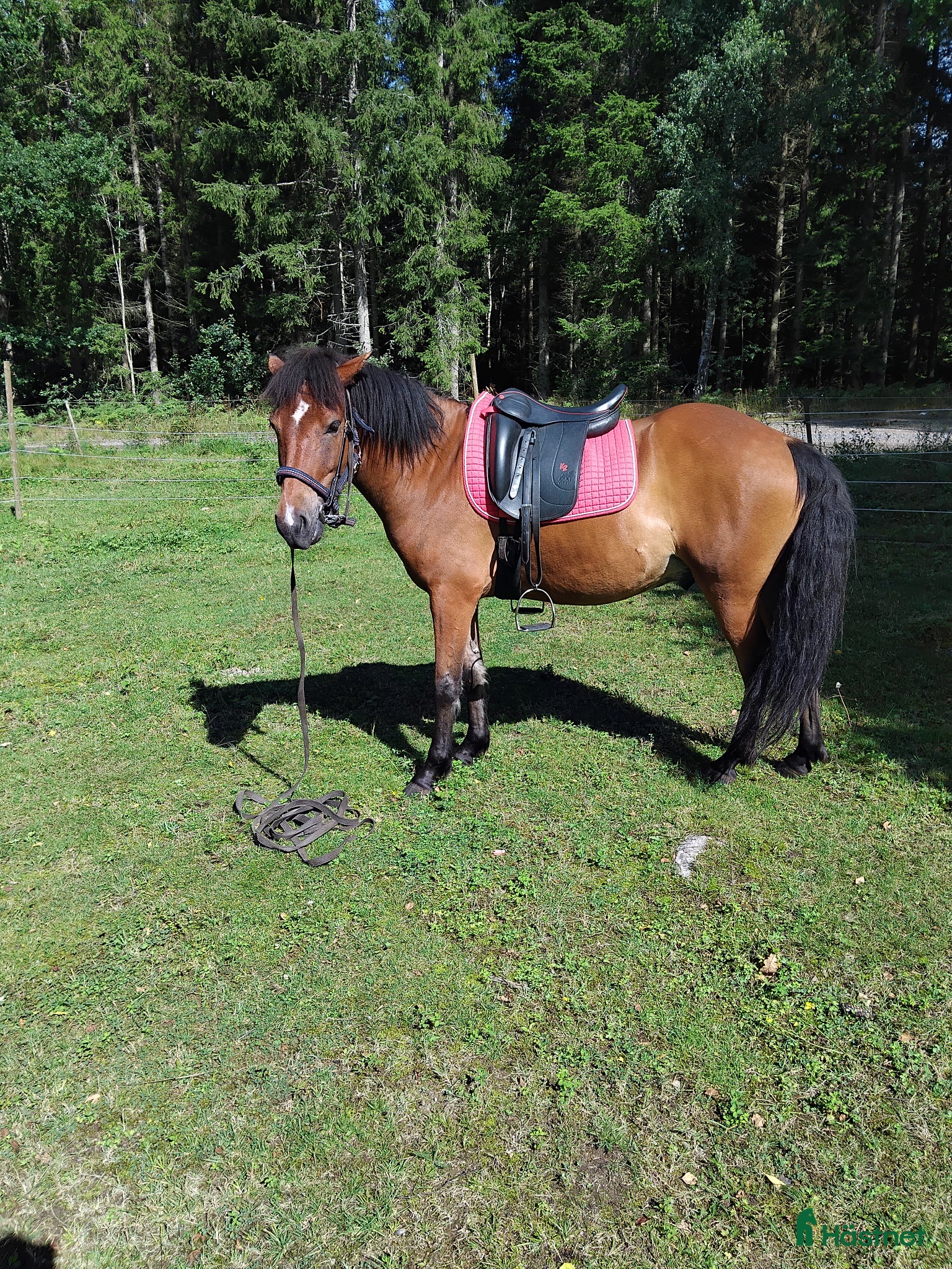  hästar Blivande tävlingshäst? - Annons 7