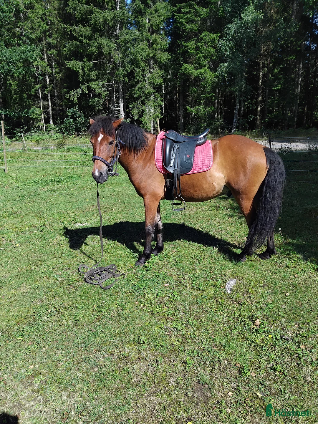 Island hästar till salu: Blivande tävlingshäst? i Osby - Annons 1