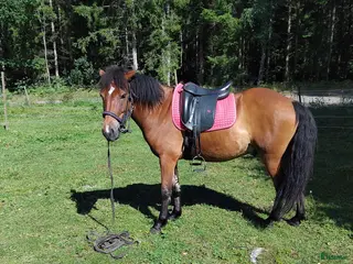 hästar Blivande tävlingshäst? - Annons 7