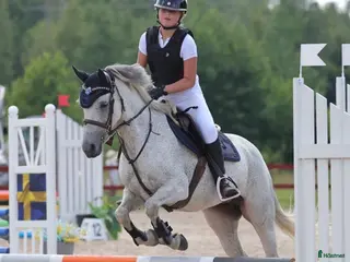 hästar En mysig kompis i Tranås - Annons 14