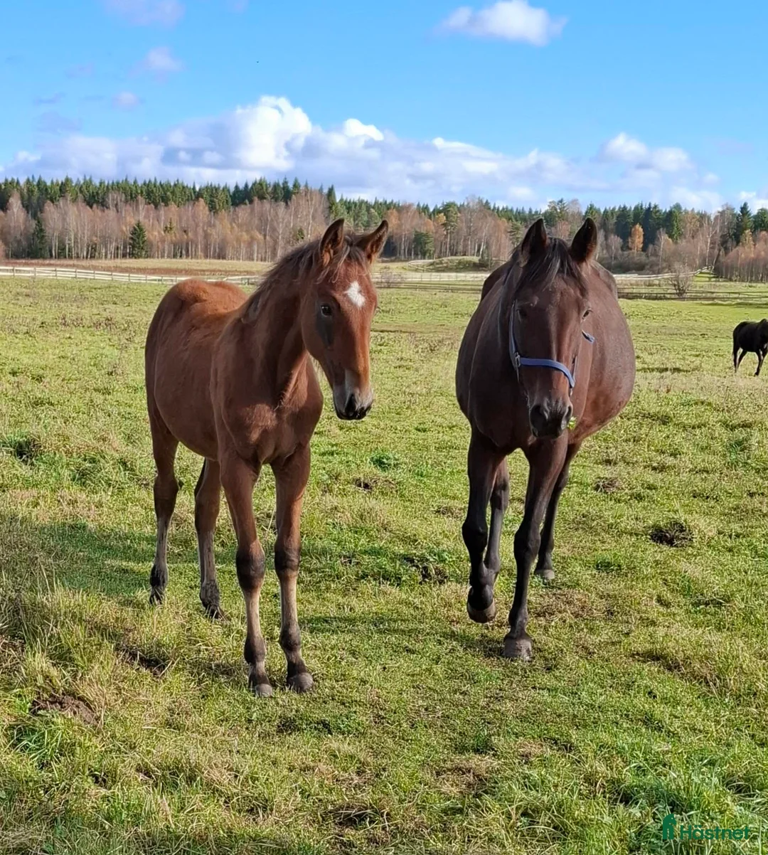 Trav hästar till salu: Fölsto - Annons 1