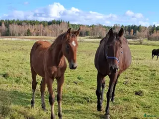 hästar Fölsto - Annons 1