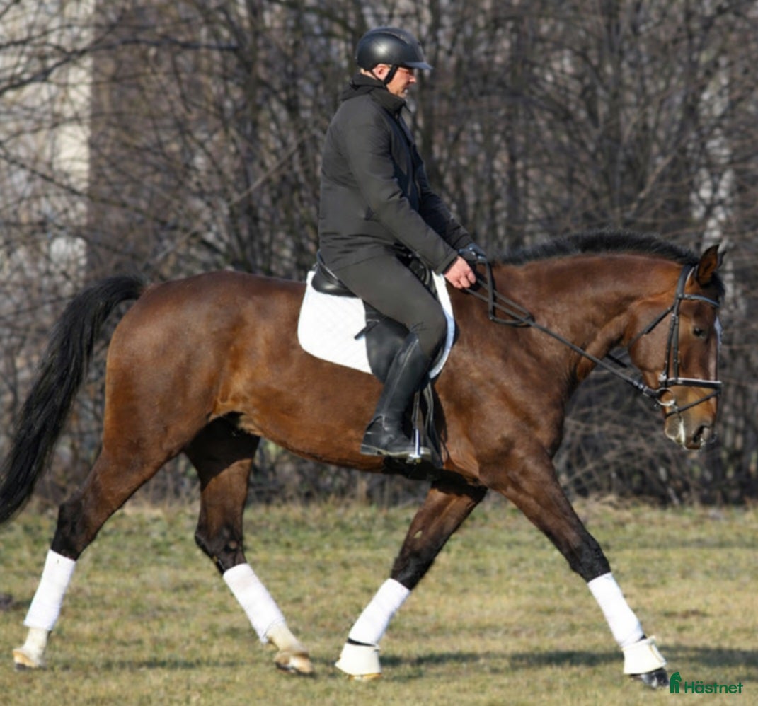  hästar Positive dressage and driving Allrounder - Annons 2