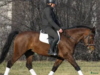 hästar Positive dressage and driving Allrounder - Annons 2