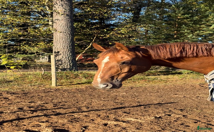  hästar Välstammad hopphäst i Grödinge - Annons 11