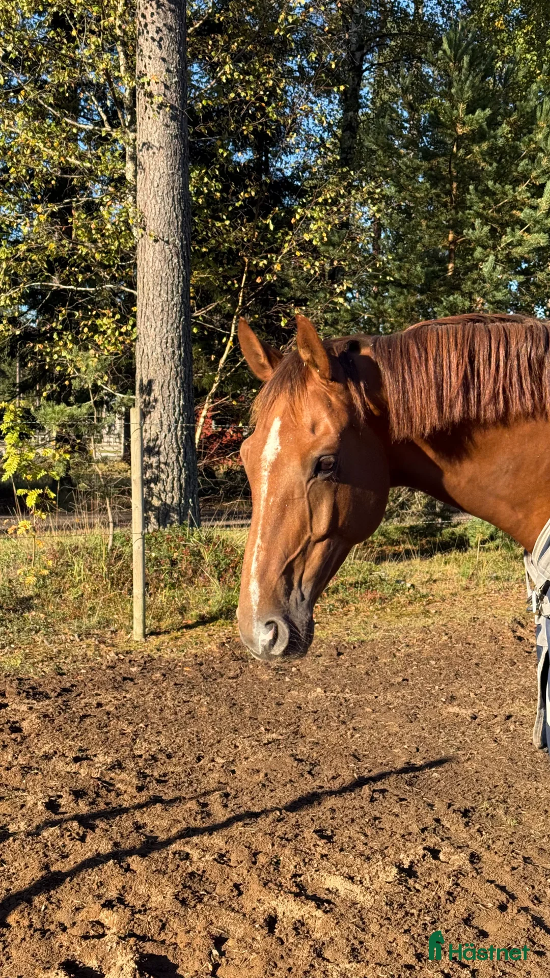 Hoppning hästar till salu: Välstammad hopphäst i Grödinge - Annons 1
