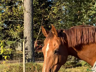 hästar Välstammad hopphäst i Grödinge - Annons 5