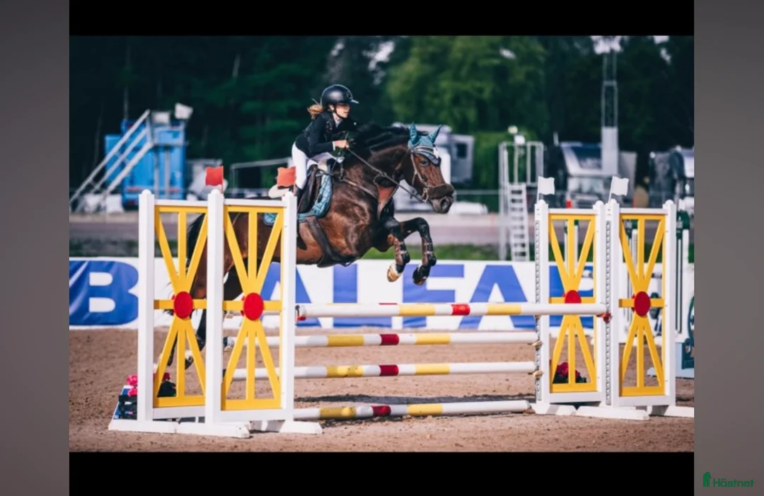 Hoppning hästar till salu: Häst för satsande children lr Junior  - Annons 2