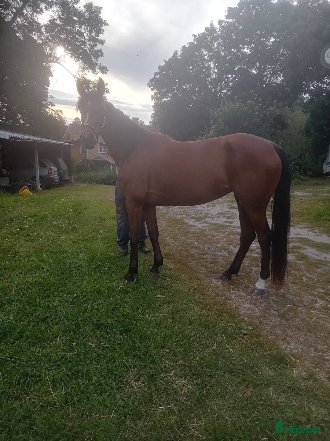 Trav hästar till salu: Starhäst sto 5 år  i Strängnäs - Annons 2