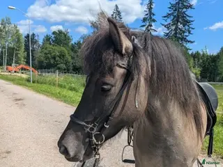 hästar Tölthäst - Annons 13