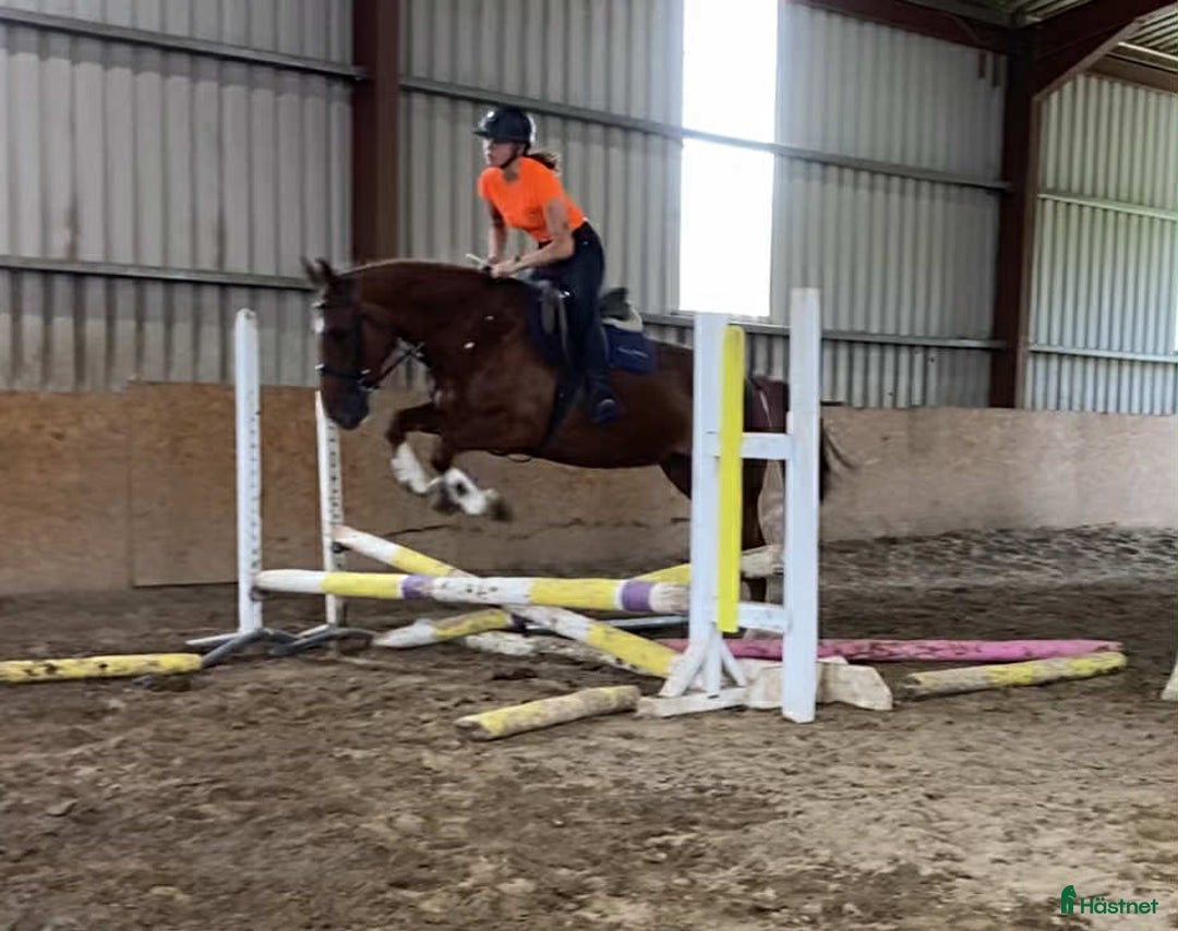 Allround hästar till salu: Solid allrounder 163cm i Ljungby - Annons 17