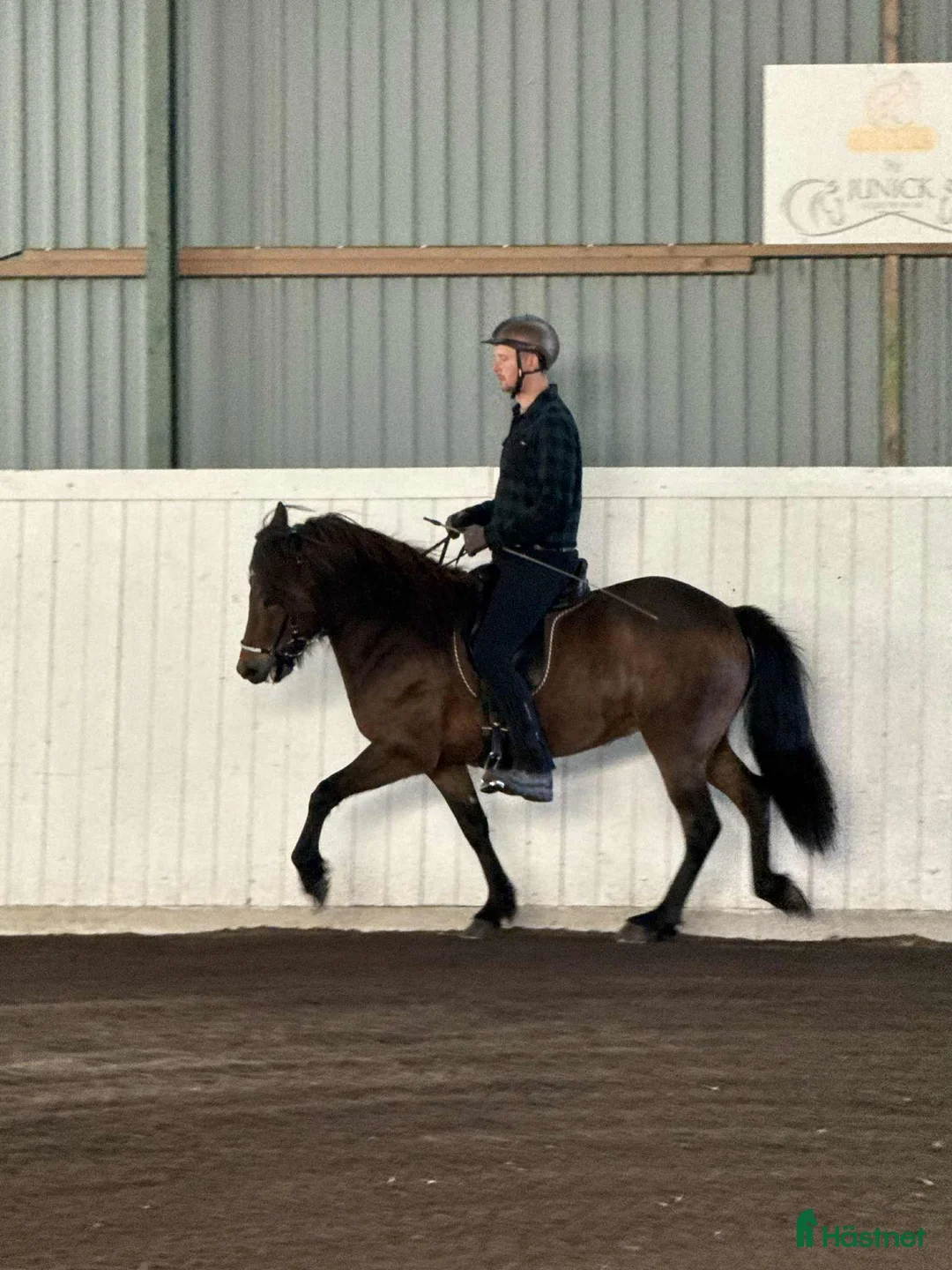 Island hästar till salu: 🌟Ung lovande supertalang!! - Annons 5