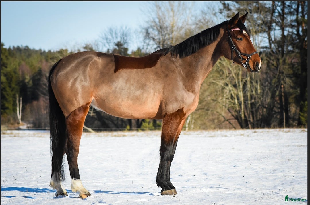 Allround hästar till salu: Super trevligt sto!  i Vimmerby - Annons 2