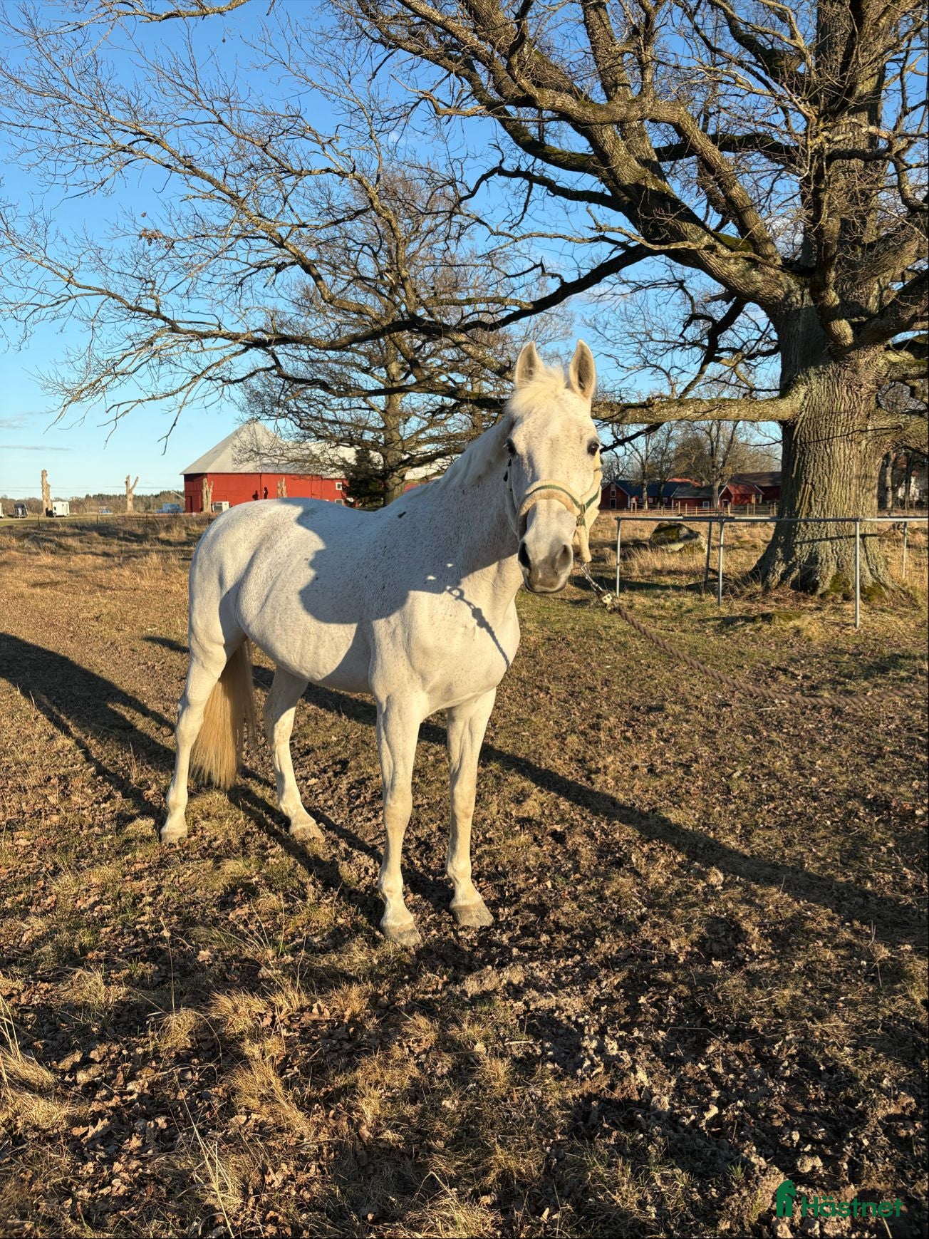  hästar Hobbyhäst och bästa vän - Annons 2