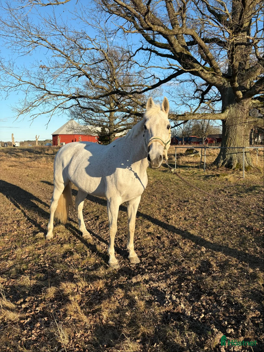 Allround hästar till salu: Hobbyhäst och bästa vän - Annons 2