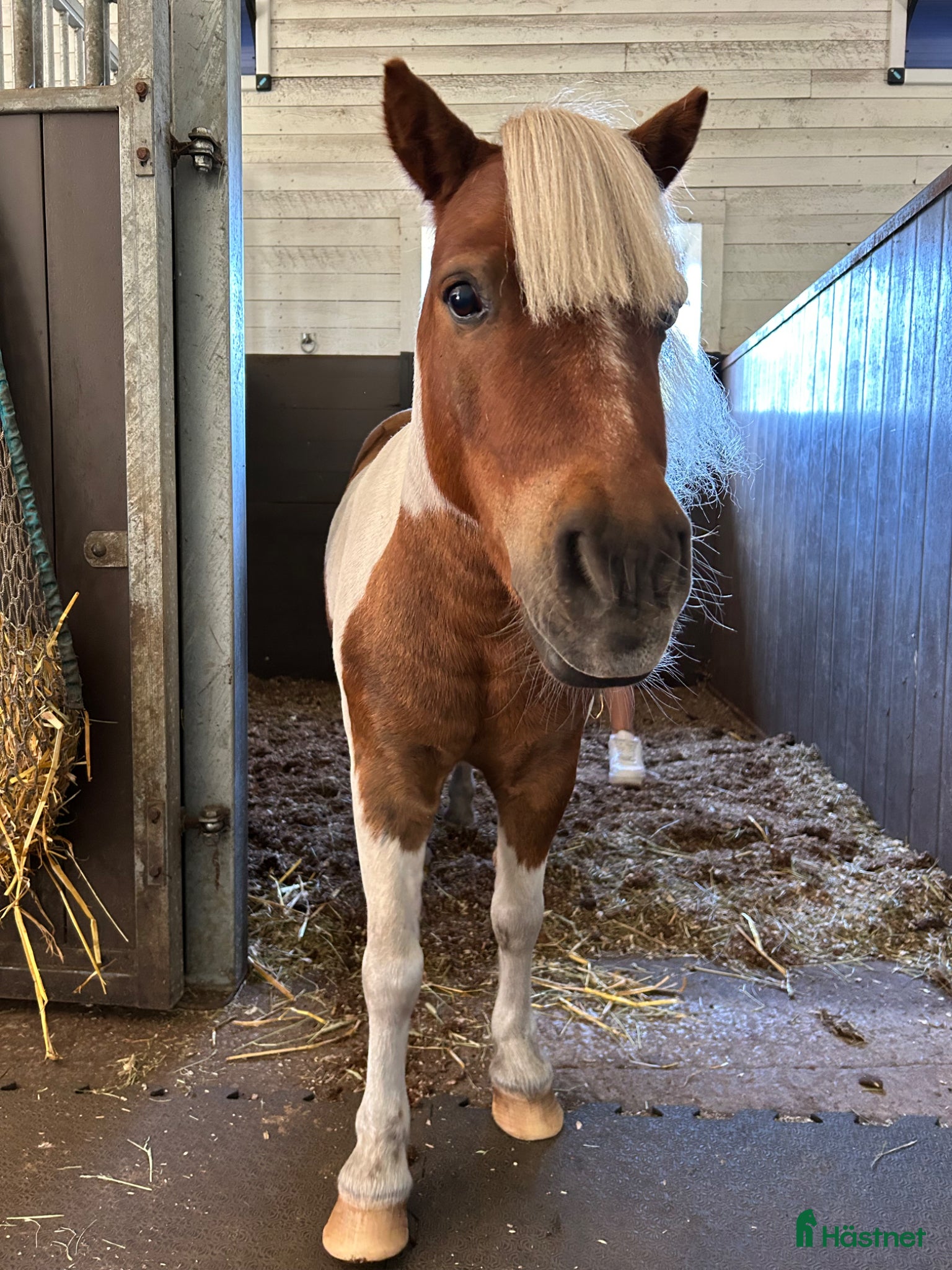  hästar Våran fina Chimi till salu  - Annons 2