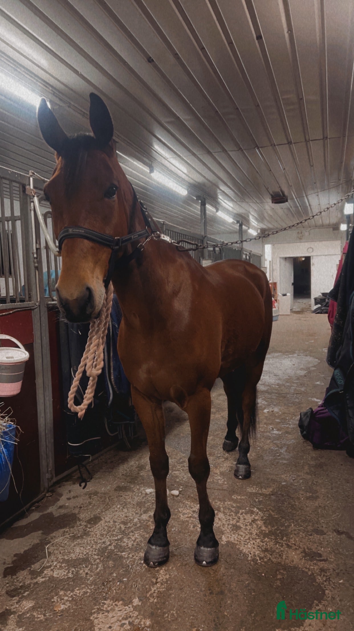  hästar Guldklimp säljes i Stöde - Annons 15