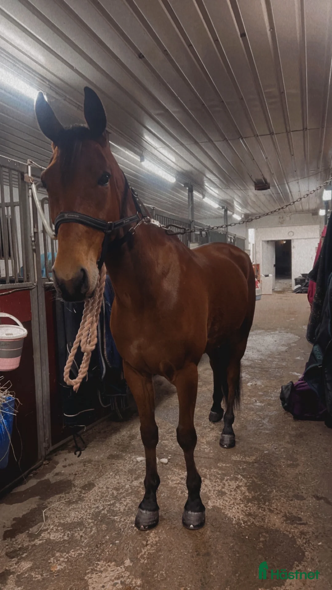 Trav hästar till salu: Guldklimp säljes i Stöde - Annons 1