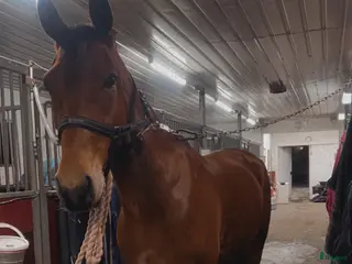 hästar Guldklimp säljes i Stöde - Annons 15