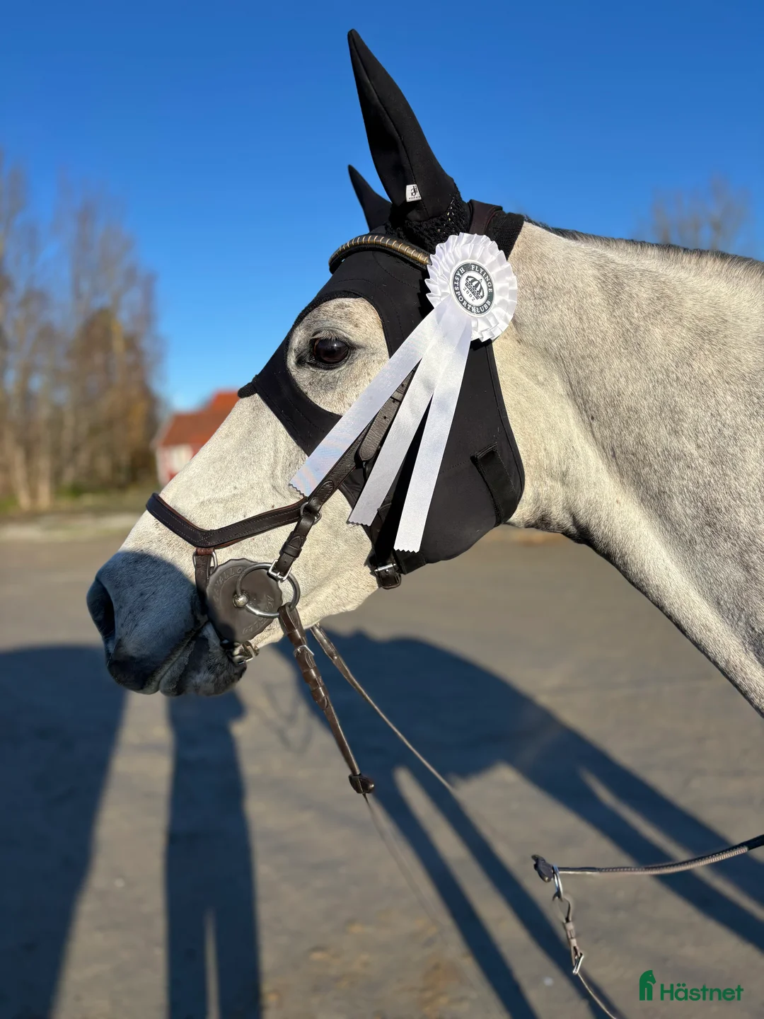 Hoppning hästar till salu: 7 åring Kannan - Cardento  i Flyinge - Annons 2