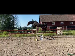 hästar Flashig 2-åring samt föl -26 - Annons 2