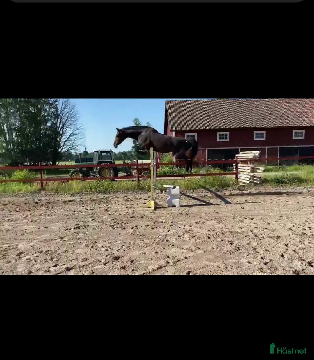 Fälttävlan hästar till salu: Flashig 2-åring samt föl -26 - Annons 1