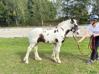 hästar Mkt erfaret hingstföl i Eriksmåla - Annons 5