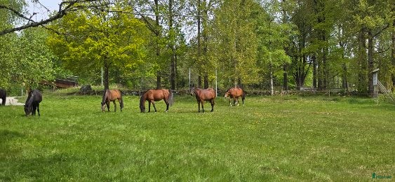  hästar Häst sökes🐴 i Brämhult - Annons 22