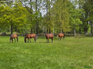 hästar Häst sökes🐴 i Brämhult - Annons 23